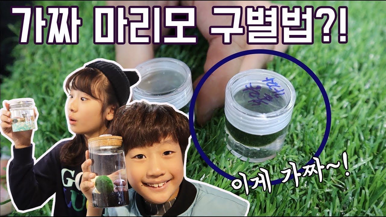 가짜 마리모가 있다고?!불량 마리모 구분하는 방법 배웠어요.나만의 마리모 하우스 만들기 체험_아롱다롱TV
