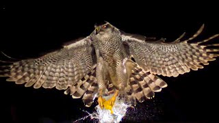 Hawk Attacks Balloon in Super Slow Motion  | BBC Earth