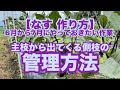 【なす 作り方】主枝から出てくる側枝の管理方法!6月から7月はひたすらこの作業の繰り返し!2024.6.22
