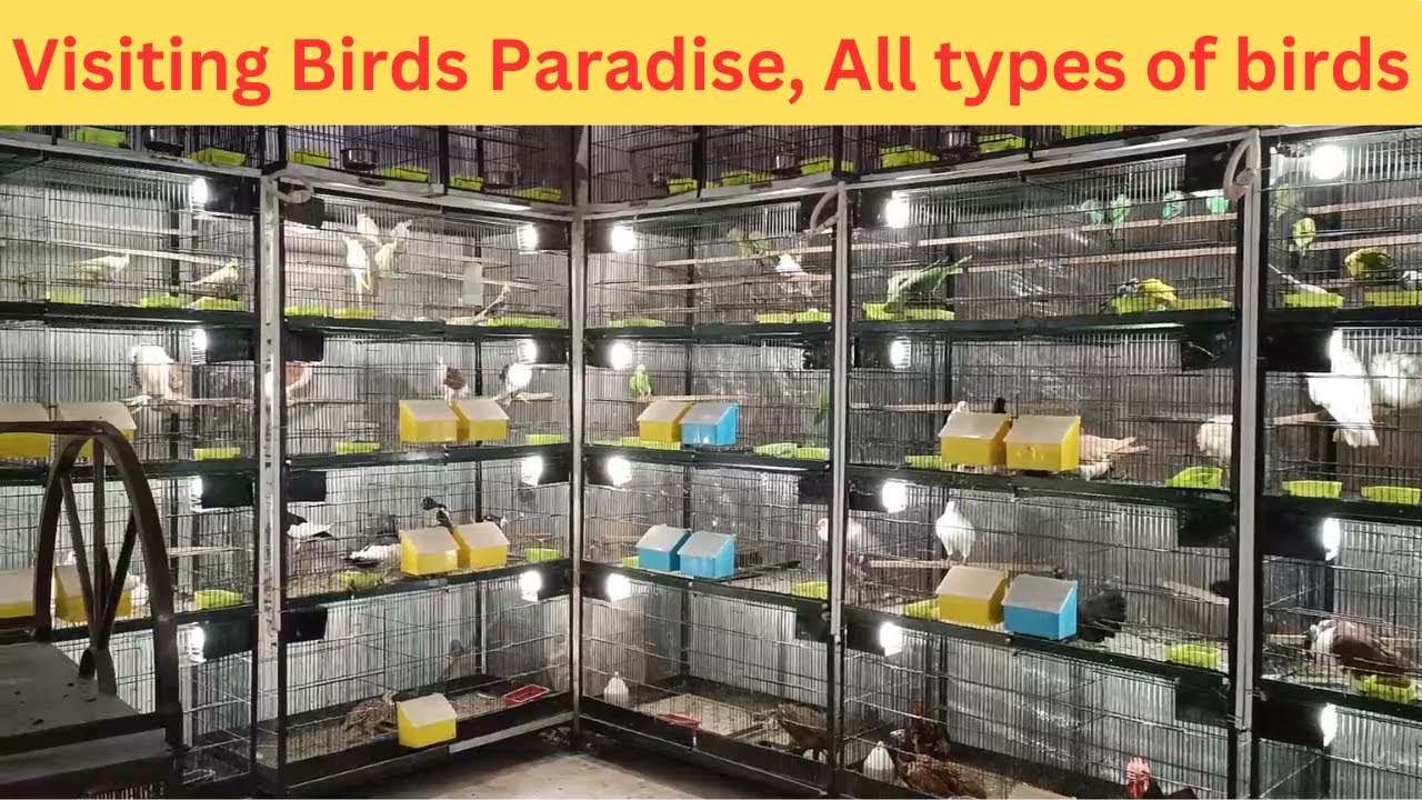 Exploring Bird Enchantment at Mushtaq Bhai's Shop | Birds Paradise