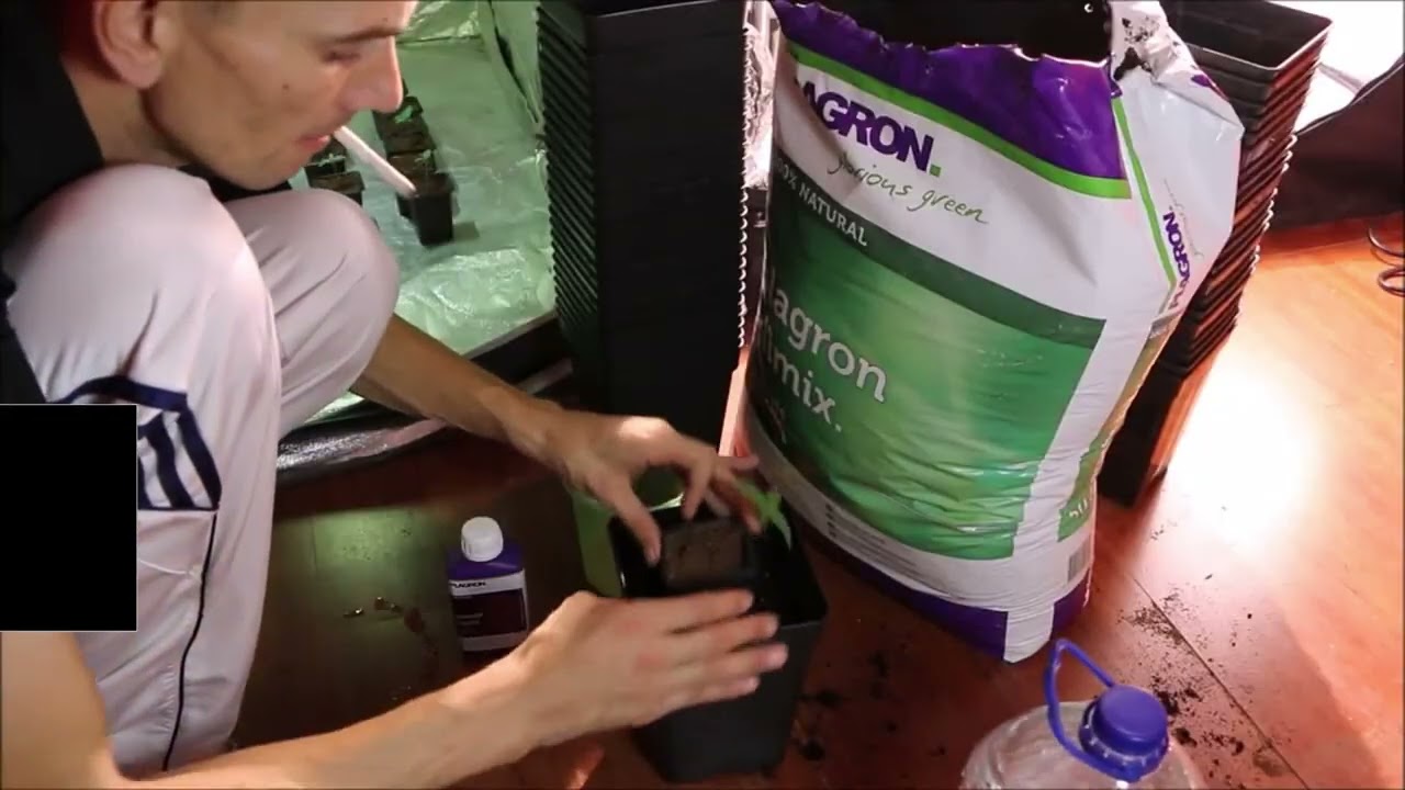 Nº1 Seguimiento Semillas Americanas en Indoor LED VS LEC