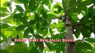 Download lagu Lagu Bugis-Ciccing Passio-Video/Lirik.LaguPatah hati#Viral2023#CiccingPassio#Ancha.S#LaguBugis.