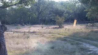 Djuma Private Game Reserve Live Stream