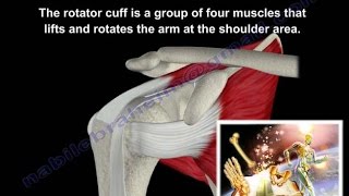 Anatomy Of The Rotator Cuff Muscles - Everything You Need To Know - Dr. Nabil Ebraheim