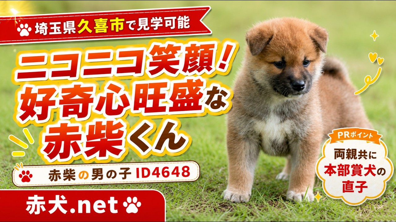 赤柴ページ 赤柴オス子犬】ID4648の詳細情報と購入ガイド｜価格・血統・保証内容