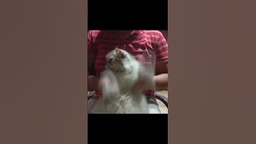 Thumbnail of #cat #cat #cute #dancingcat #chinesedance #catlove #catlover #cats #kitten