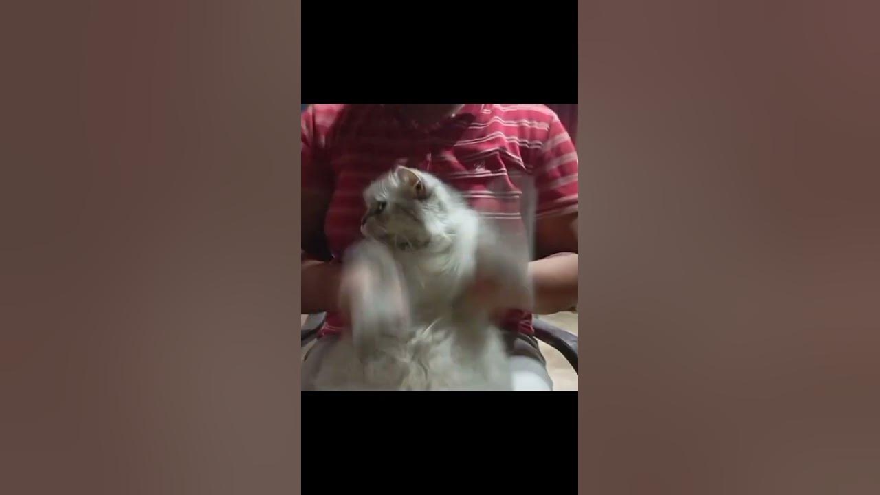 #cat #cat #cute #dancingcat #chinesedance #catlove #catlover #cats #kitten