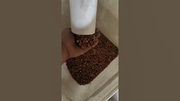 Q2 Almond color sorting machine price #almond #walnut #pinenuts #cashew