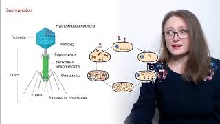 Вирусы И Бактерии