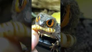 DRAGONS ARE REAL! FEEDING MY PET MINI DRAGON (Red-eyed crocodile skink)