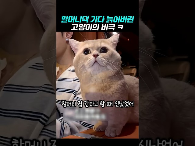 할머니댁 가다가 폭싹 늙어버린 고양이의 결말 ㅋ #유머