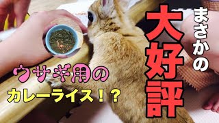 ウサギ用のカレー完成？今日はカレーパーティーだよ #488