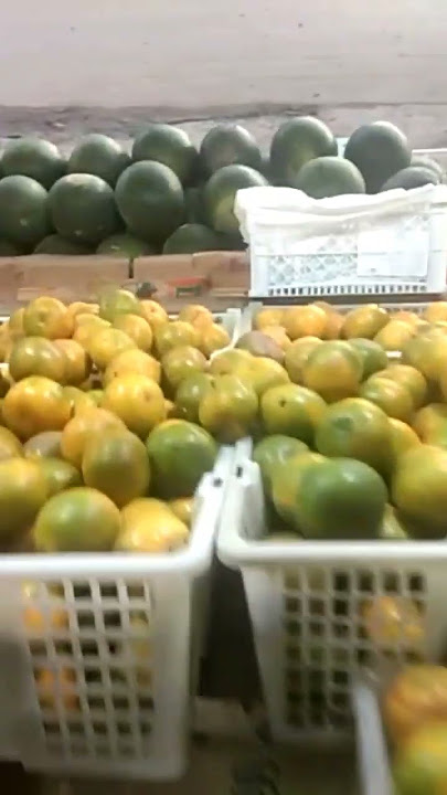 story wa pedagang buah