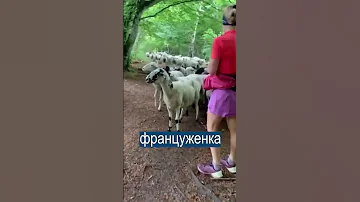 Повелительница овец: хотела побегать в одиночестве в лесу, но наткнулась на стадо