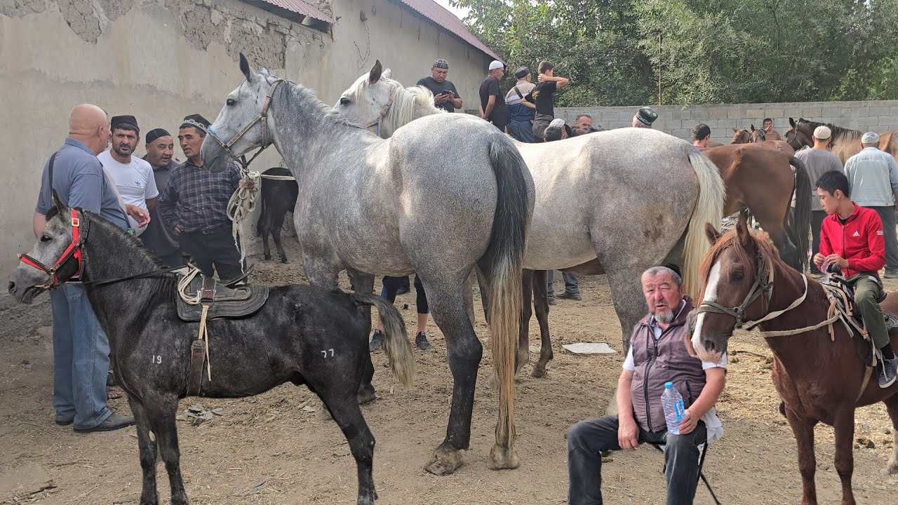Shahrixon OT Bozorida Bugun ZOTDOR DAXSHAT Otlar Chiqi Ko'rib Mazza qiling 