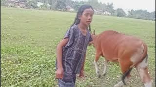 sangat mudah mendeteksi ciri-ciri sapi Bali birahi minta kawin‼️