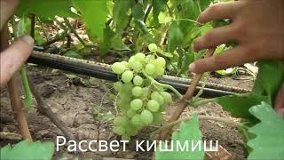 Рассвет кишмиш Рассвет кишмиш