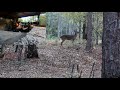 Sc deer hunting 2023  buck runs into stand