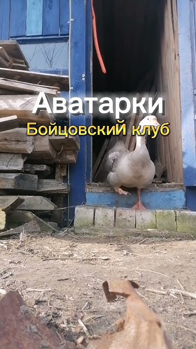 Бойцовский клуб⚾ Все аватарки в тг Koloppy #phonk #phonkmusic #music # ...
