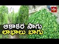 Farmers show interest on teasel gourd cultivation  east godavari district  hmtv agri