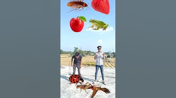 Me and my brother fruit eating vs insect eating vfx magic video