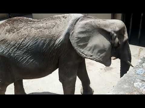 Video: Malnutrito Ruperta L'elefante Nello Zoo Venezuelano