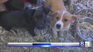 City of Rochester animal shelter to offer a free pet adoption week