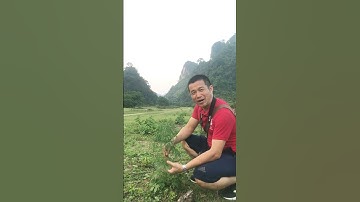 Chữa đau bụng kinh, kinh nguyệt không đều, bổ máu với cây Ích mẫu #phuongduoclieu #chanduoc #ichmau