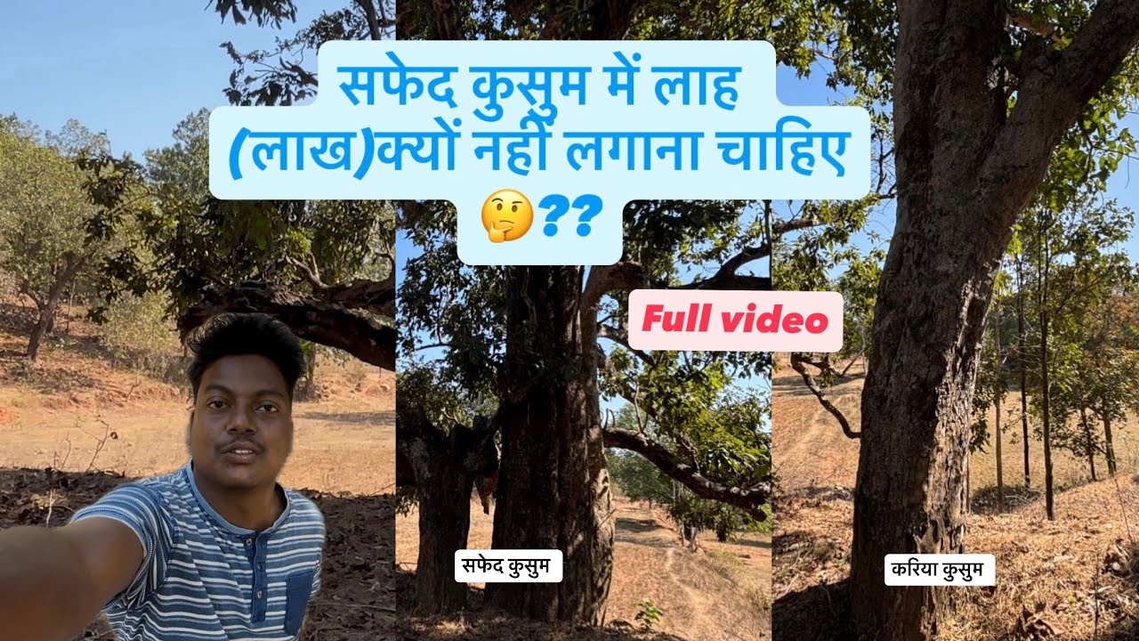 सफेद कुसुम में लाह(लाख) क्यों नहीं लगाना चाहिए//सफेद कुसुम में लाह //लाह (लाख) वीडियो 