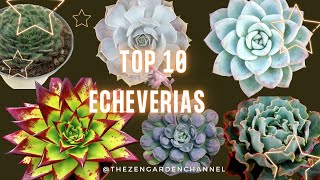 10 Most popular echeverias  | Top 10 🌱🌿 | Succulents