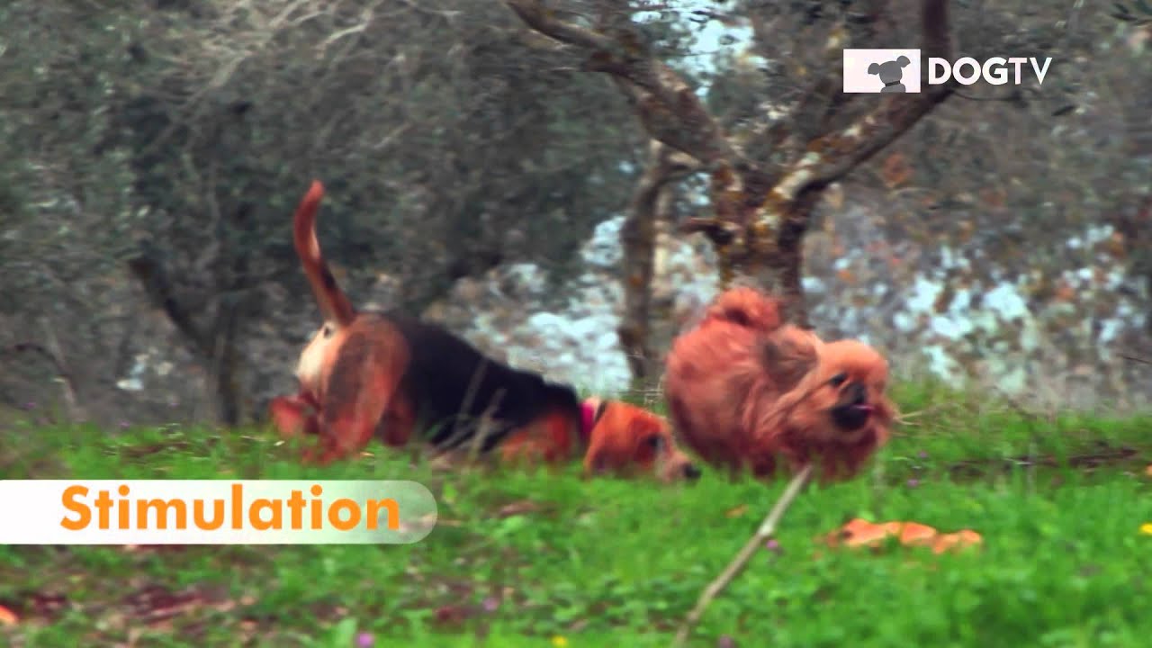 dog videos to show your dog Happy Valentine's!