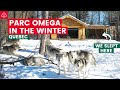 WILDLIFE IN CANADA at PARC OMEGA - Day Trips from Montreal, Quebec