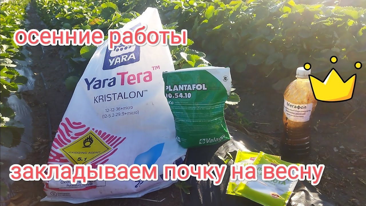 Осенние работы на клубнике, закладываем почку на весну 