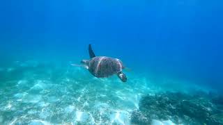 Sea Turtle at Casay Dalaguete Cebu // I didn't expect it!