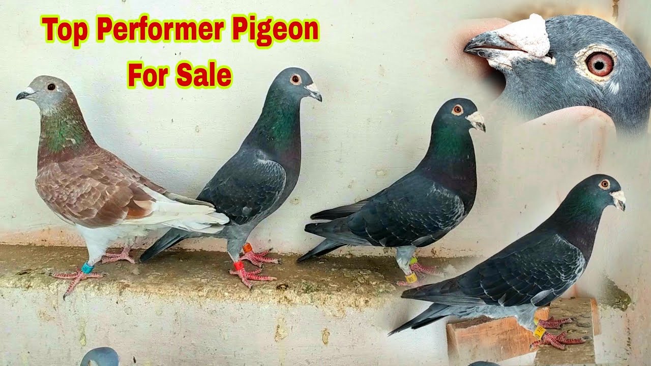 Superb Racing Pigeons For Sale | Racer Pigeon 2023 | Kalapati - YouTube