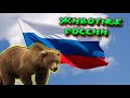 ЖИВОТНЫЕ РОССИИ / ANIMALS OF RUSSIA