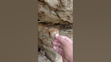 Tiny fossils of belemnite & crinoid rock bed formation! #belemnite #crinoid #fossils #fossilhunting