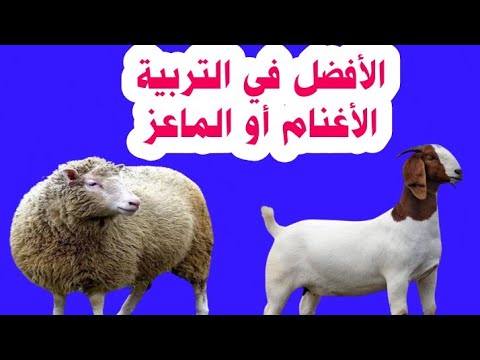 فيديو: هل الماعز أفضل من الخراف؟