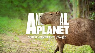 Animal Planet - Maravillas De Nuestra Tierra Capibara Ident