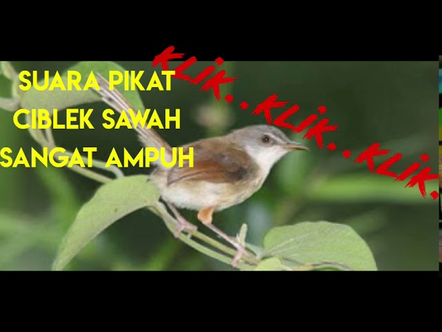 SUARA PIKAT CIBLEK SAWAH klik klik langsung nyamber class=