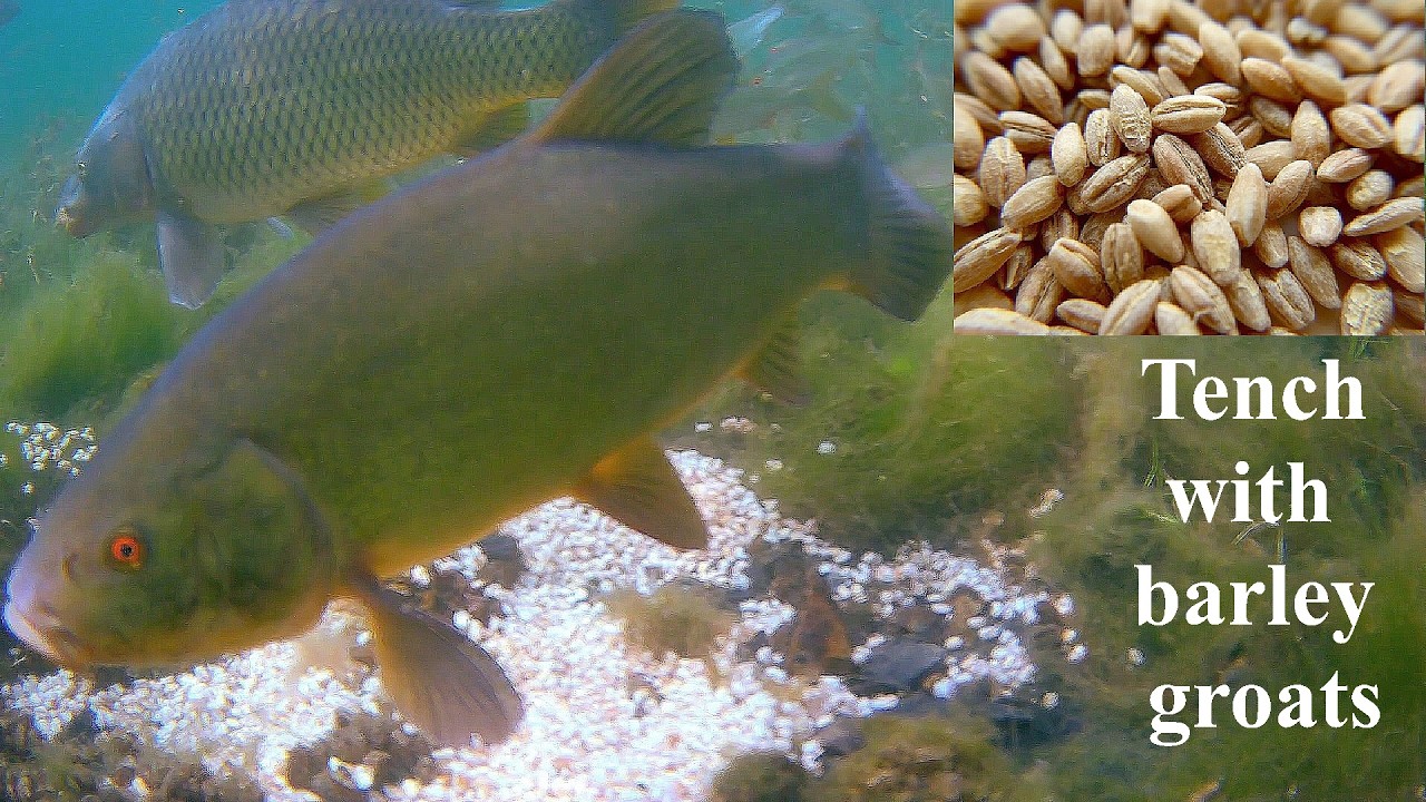Tench with barley groats | Líni a ječné kroupy
