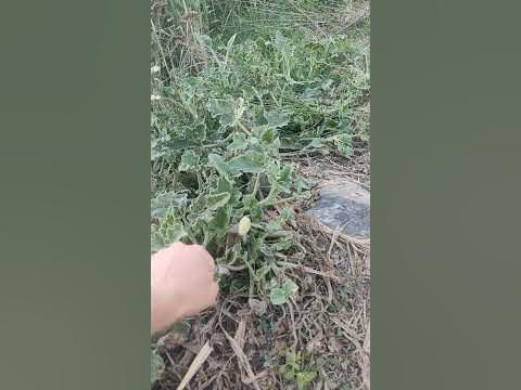 ДИВА КРАСТАВИЦА - YouTube
