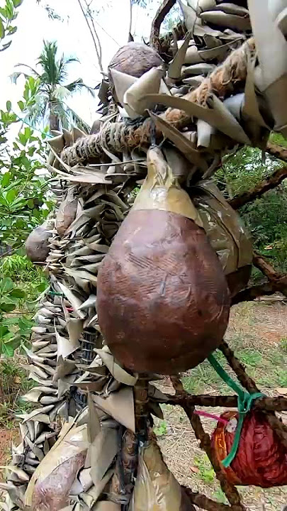 Vishu 2025 Fireworks_Full video in channel #vishu #fireworks #festival #vedikkettu #kerala