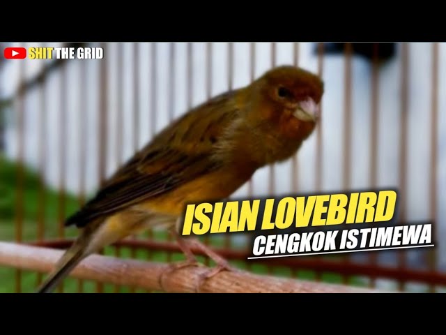 KENARI ISIAN LOVEBIRD GACOR PANJANG CENGKOK ISTIMEWA class=