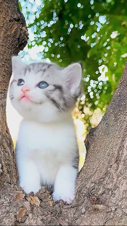 ANGORA KITTEN MEOWING
