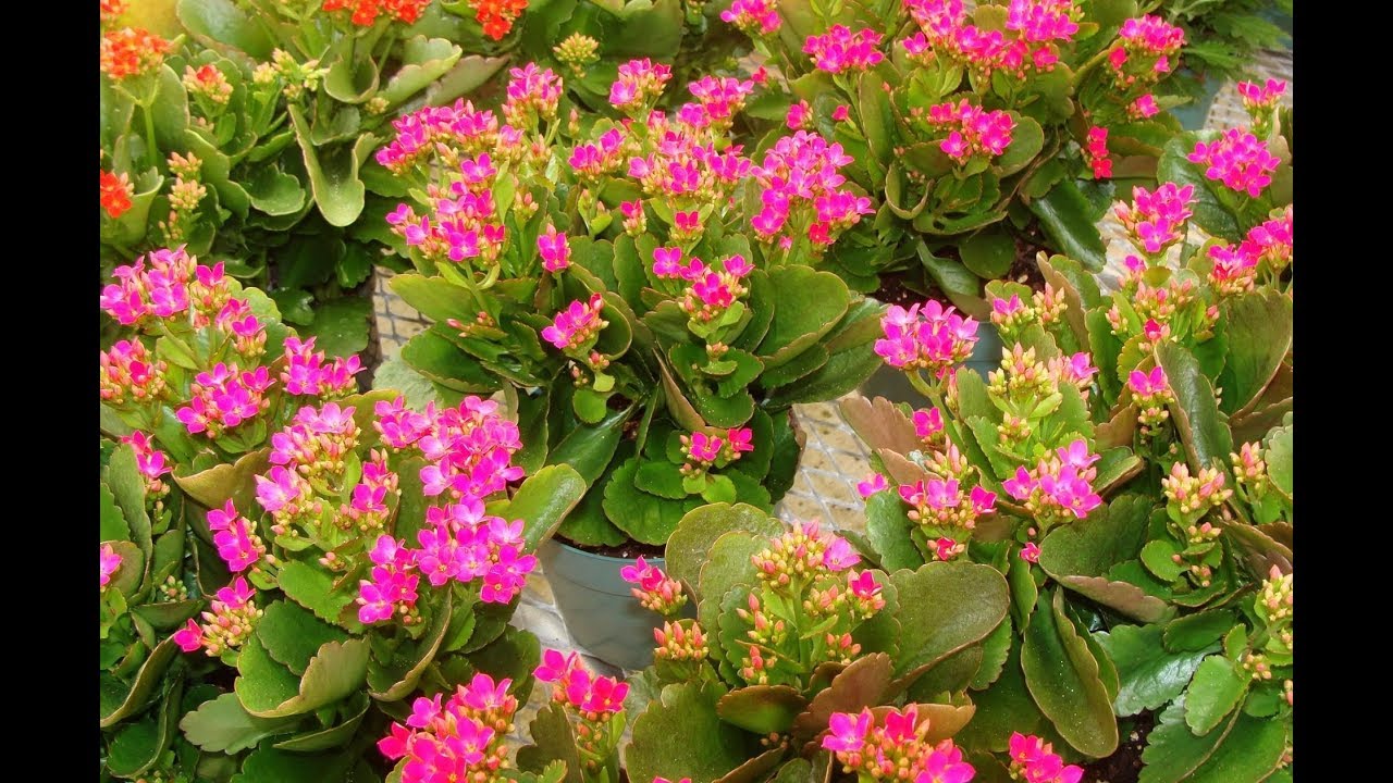 533 Easy way to grow roots in Kalanchoe in two days