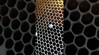 The birth of a bee