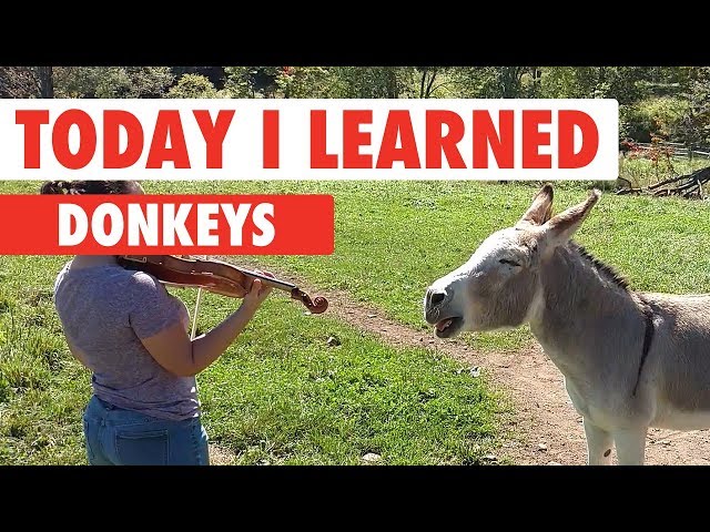 Today I Learned: Donkeys