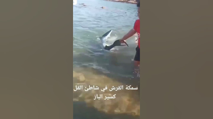 attention un requin blanc en Algérie 😱😱