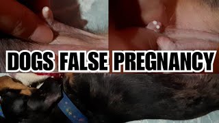 DOGS FALSE PREGNANCY SIGN AND SYMPTOMS, TREATMENT